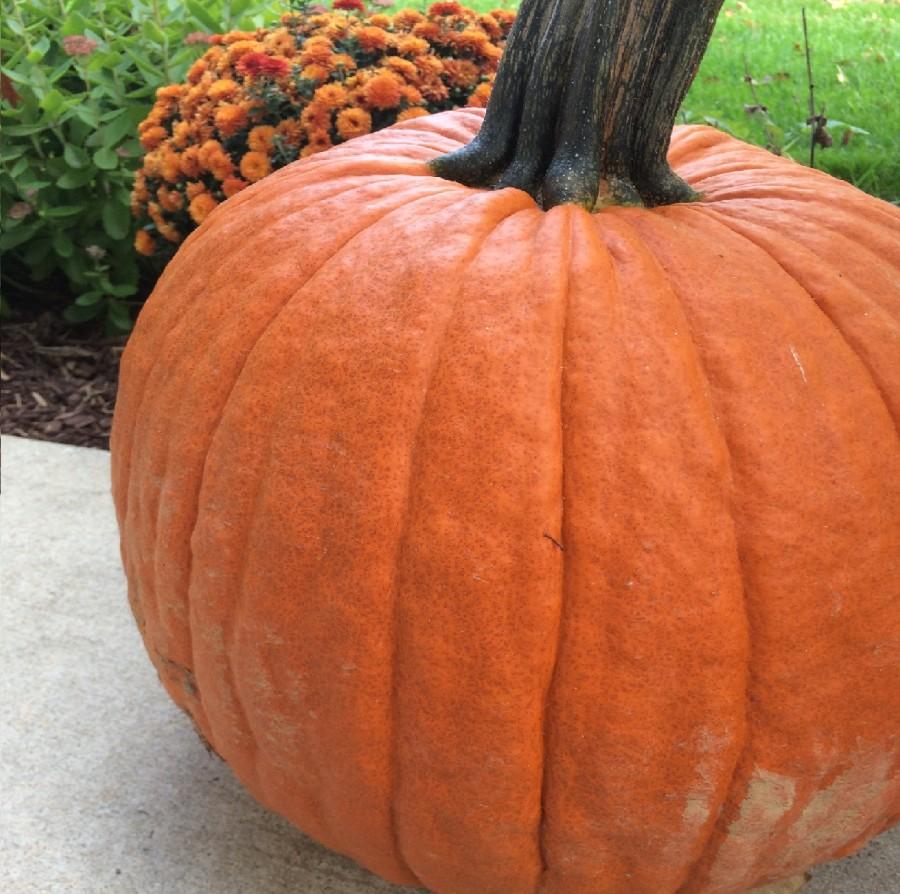 Hallow's Eve or Halloween?