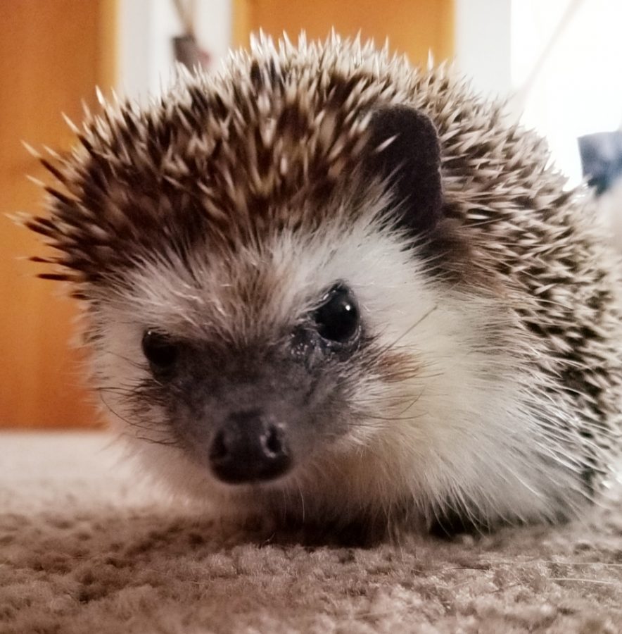 Cutest Pet Photo Contest Voting is now open!