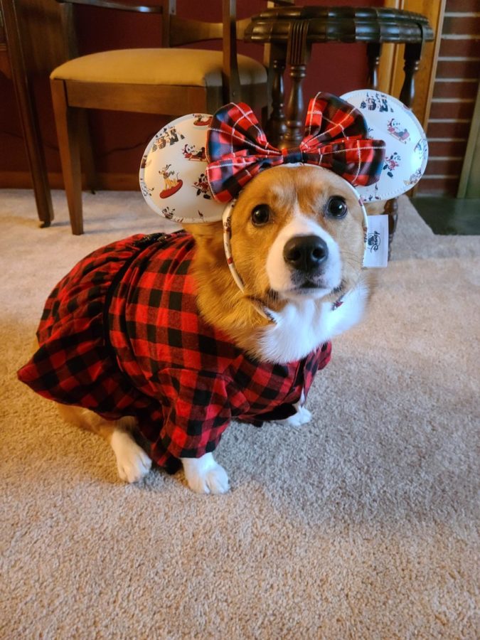 Lenapes Cutest Pet Contest Voting Is Now Open!