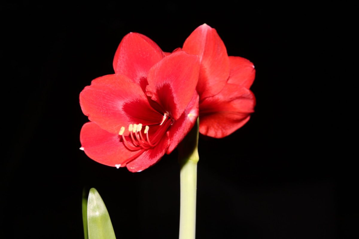 Red Amaryllis #2